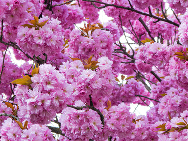 10 JAPANESE FLOWERING CHERRY Tree Oriental Prunus Serrulata Flower Seeds
